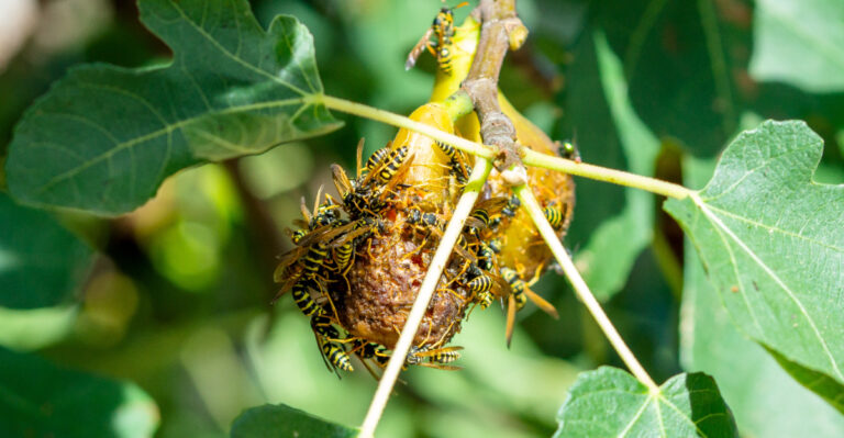 wasps on fruit tree