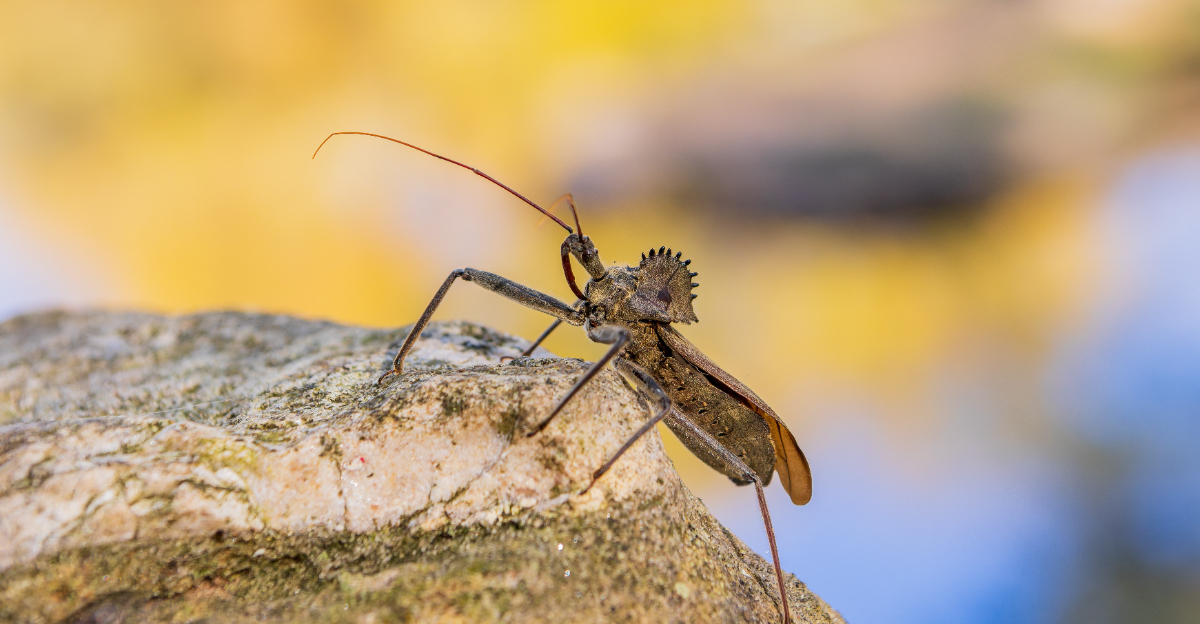 wheel bug