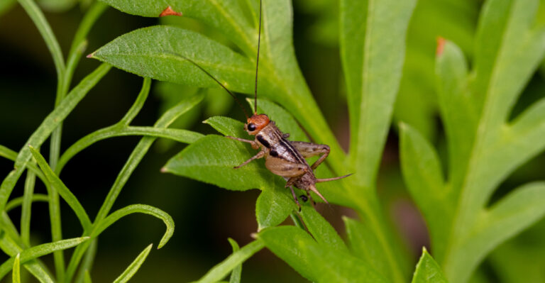 cricket
