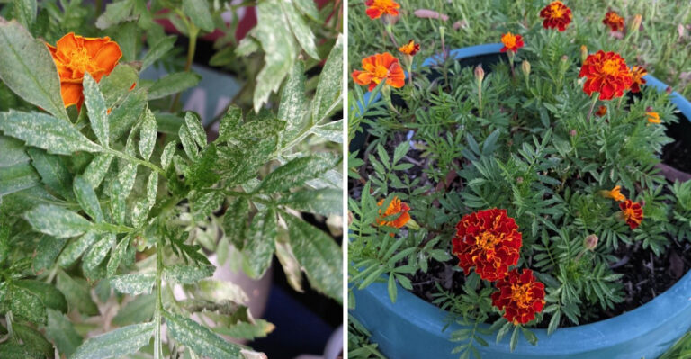 What It Really Means When Your North Carolina Marigold Leaves Turn Bronze In July