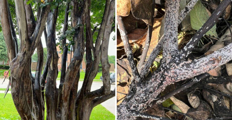 What It Really Means When Your Texas Crape Myrtles Turn Black This Summer