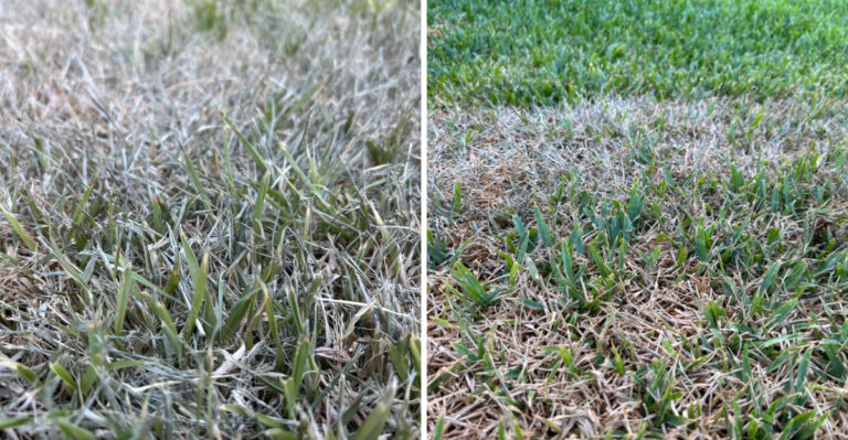 What It Really Means When Your Texas Lawn Turns Gray-Blue In The Heat
