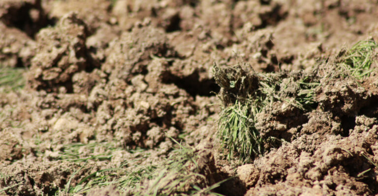 What It Really Means When Your Texas Soil Stays Soggy Before A Major Heatwave