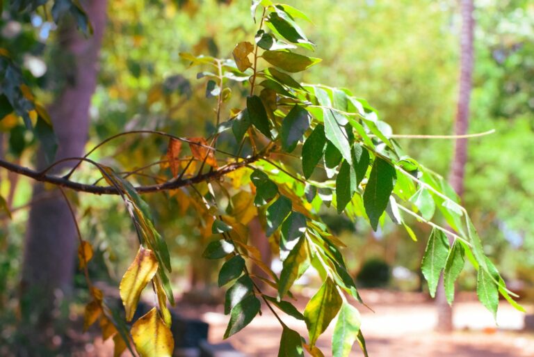 tree losing leaves