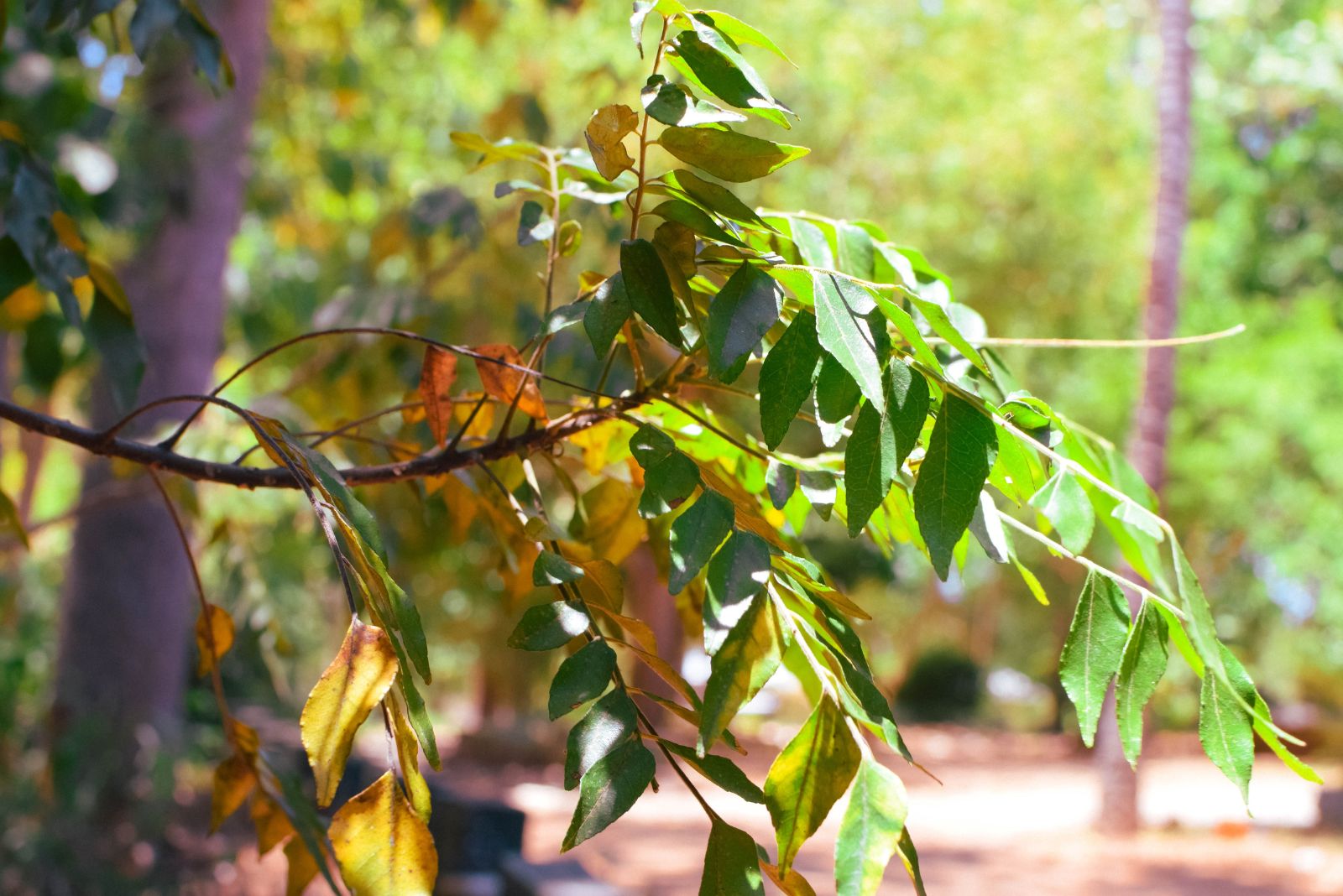 tree losing leaves