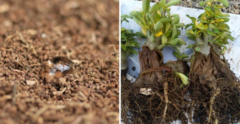 What July Monsoon Rain Really Does To Arizona Garden Soil