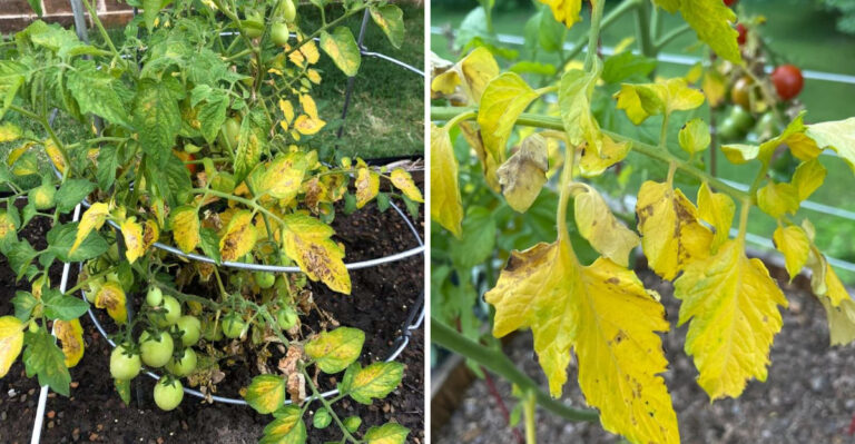 What July Yellow Leaves On Tennessee Tomatoes Are Trying To Tell You, And How To Fix Them