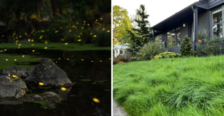 What Keeps Scaring Fireflies Away From Georgia Yards