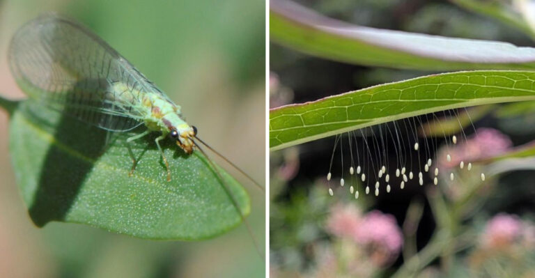 What Lacewings Gathering On North Carolina Plants This Summer Are Actually Telling You About Your Garden