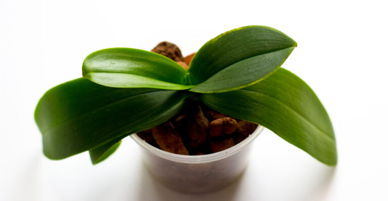 What Louisiana Orchids Need In July To Bloom, And The Heatwave Mistake To Avoid