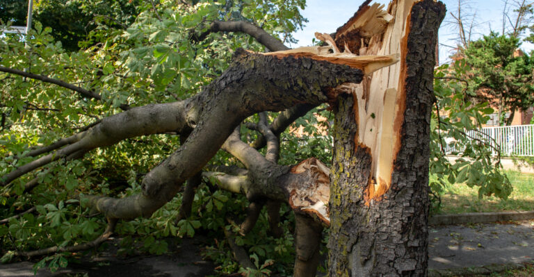 fallen branch