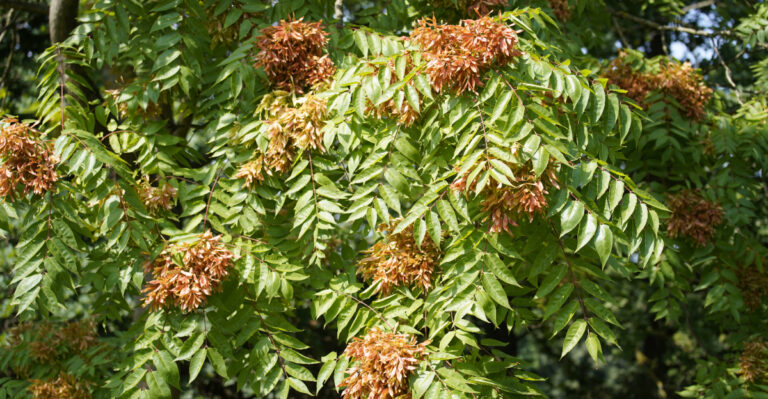What MDARD Is Warning Michigan Gardeners About This Invasive Tree