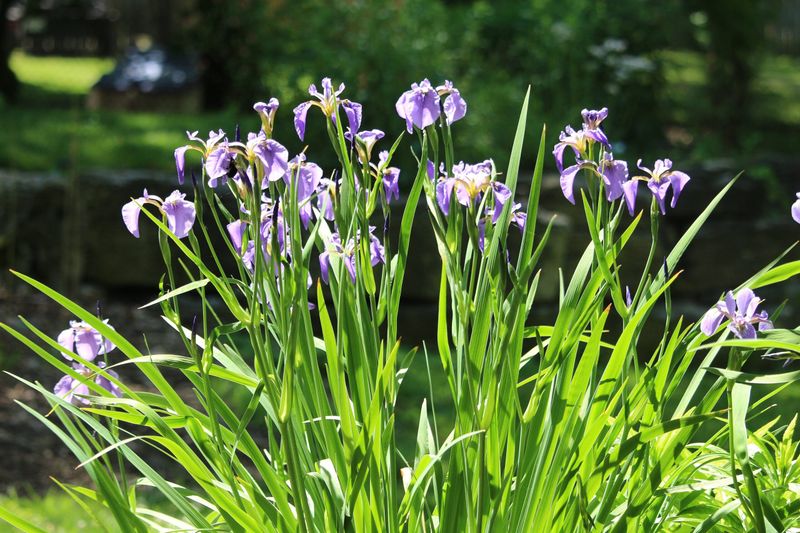 What Makes It Beautiful Enough For Front-Yard Plantings What Makes It Beautiful Enough For Front-Yard Plantings