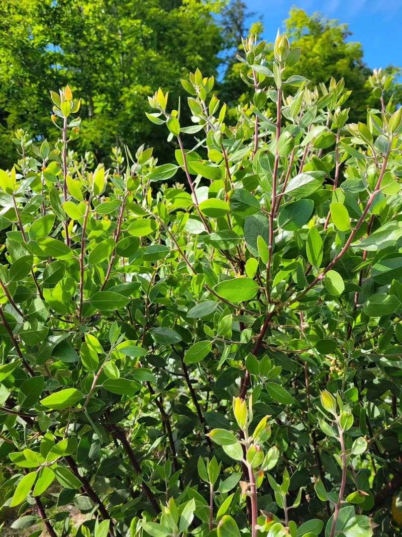 What Makes It More Than Just A Groundcover Shrub What Makes It More Than Just A Groundcover Shrub