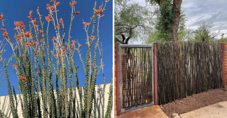 What Makes Ocotillo Fences One Of Arizona’s Most Practical Landscape Features