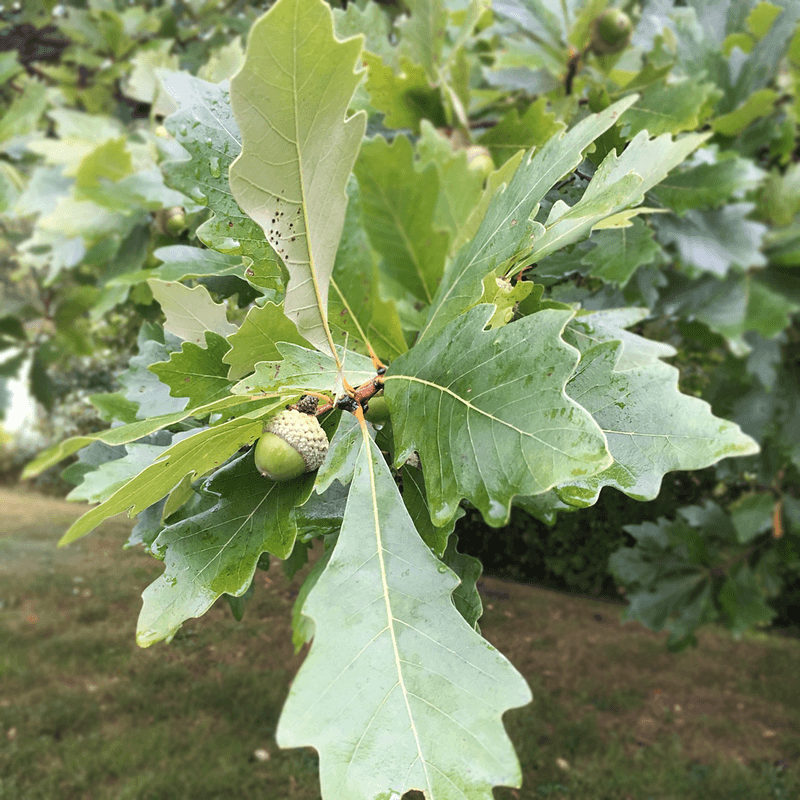 What Makes Swamp White Oak A Smart Shade Choice