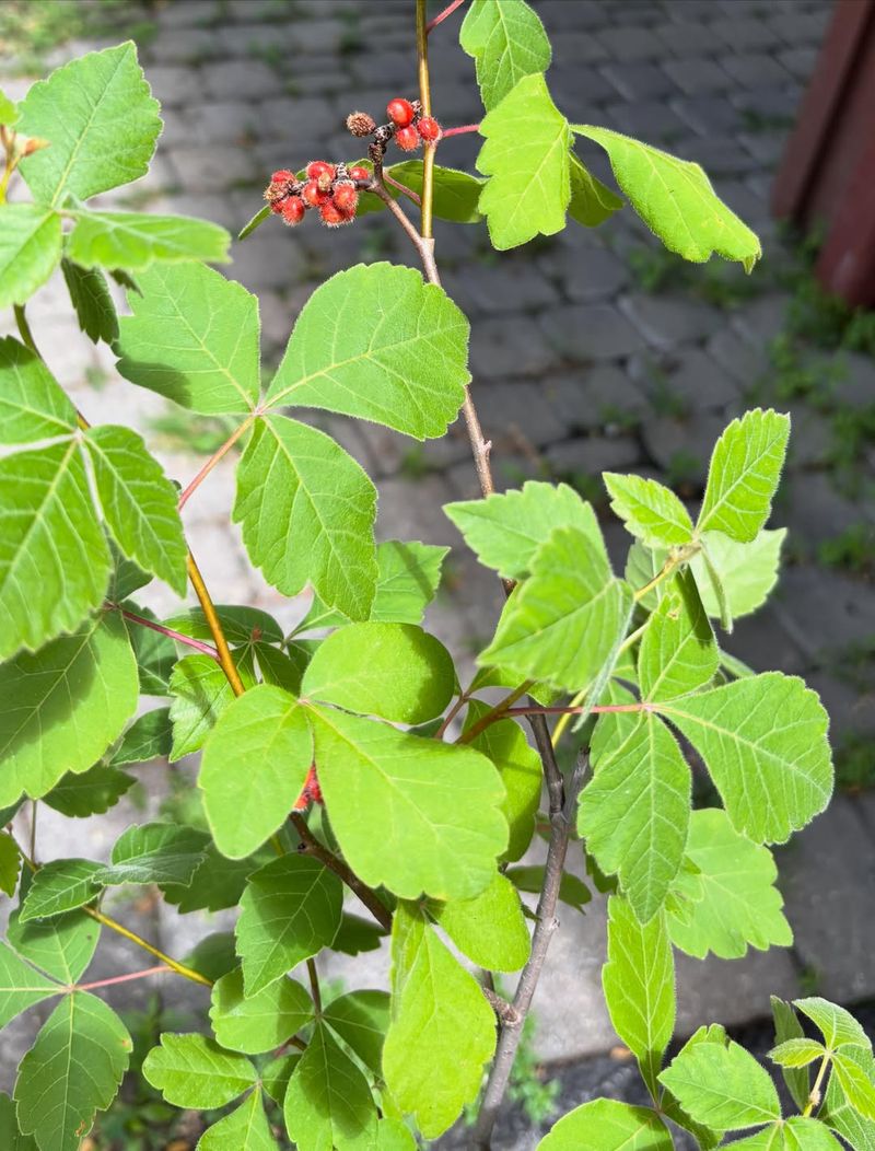 What Makes This Shrub More Than Just A Problem Solver What Makes This Shrub More Than Just A Problem Solver