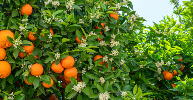 Image Credit: © Valentyn Volkov / Shutterstock