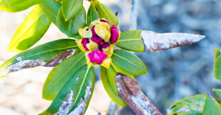 What Massachusetts Homeowners Can Do To Save Struggling Rhododendrons