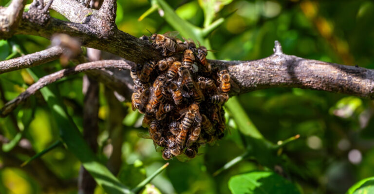 What Massachusetts Homeowners Need To Do When Bees Swarm Their Yard