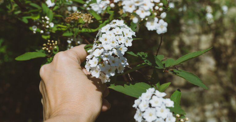 white flowering branch