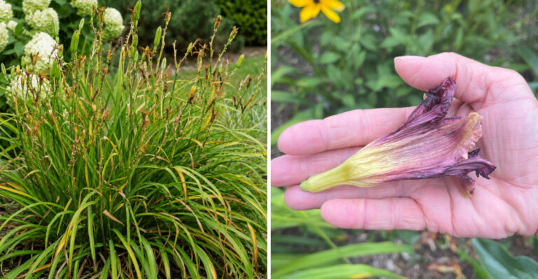 What Michigan Gardeners Should Do To Daylilies Right After They Finish Blooming