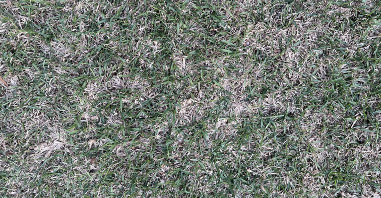 What Middle Tennessee Lawns Need When Fescue Goes Dormant