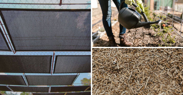 What Montana Gardens Need Right Now As They Face Record Heat This Week