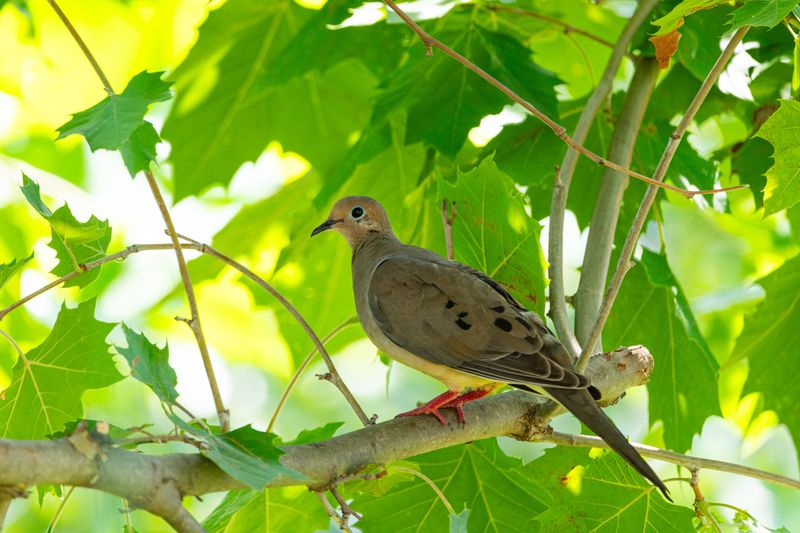 What Mourning Doves Nesting Means For Your Yard What Mourning Doves Nesting Means For Your Yard