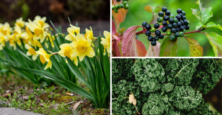 What New Vermont Homeowners Should Plant Before Fall Arrives