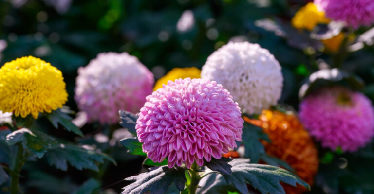 What New York Gardeners Should Do With Dahlias This July For Bigger Blooms Through Fall