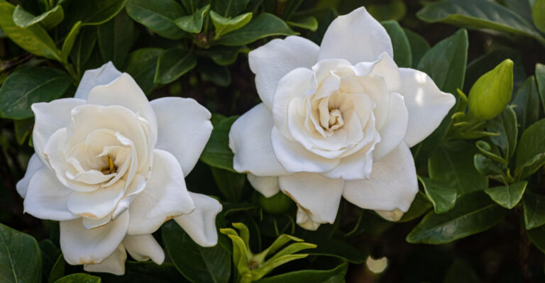 What North Carolina Gardenias Need In August Or Their Leaves Will Yellow Before Fall
