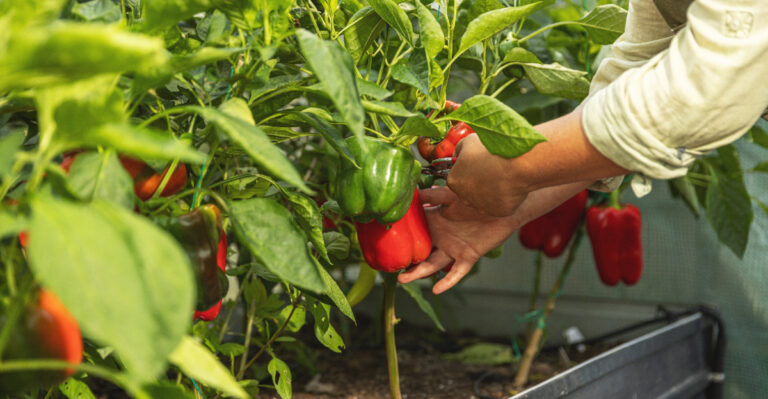 picking peppers