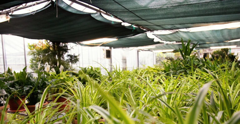What North Dakota Gardens Need As Temperatures Top 105 This Week