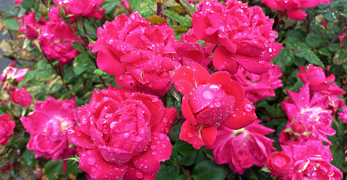 knockout roses