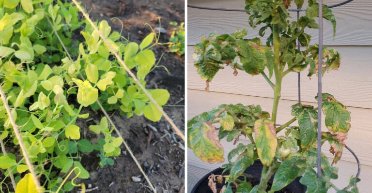 What Ohio Plants With Yellow Leaves Are Trying To Tell You