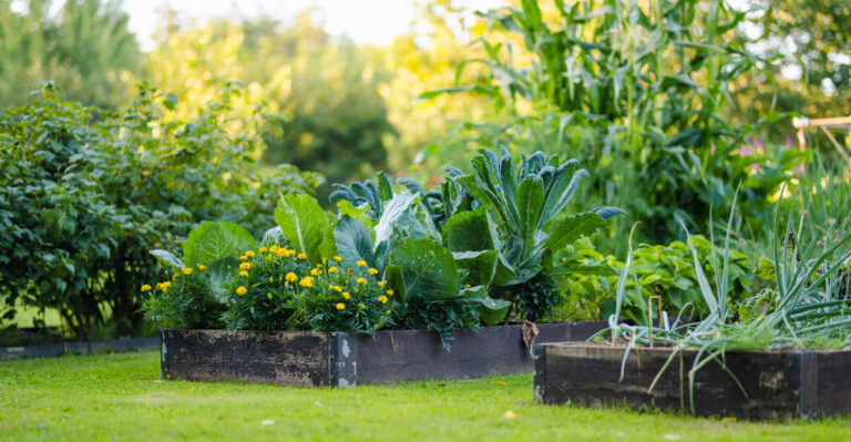 garden