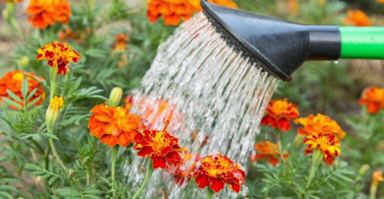 What Oregon Gardeners Should Do To Marigolds When They Stop Blooming In Summer