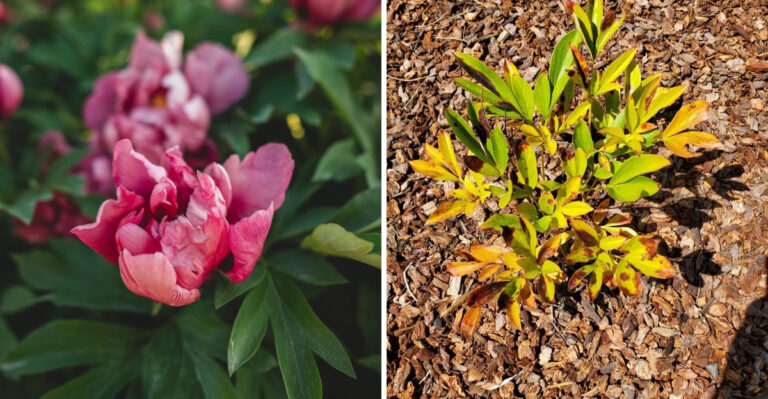 What Oregon Gardeners Should Do To Peonies In Midsummer After They Finish Blooming