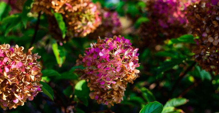 What Oregon Gardeners Should Do When Hydrangea Blooms Brown Too Early