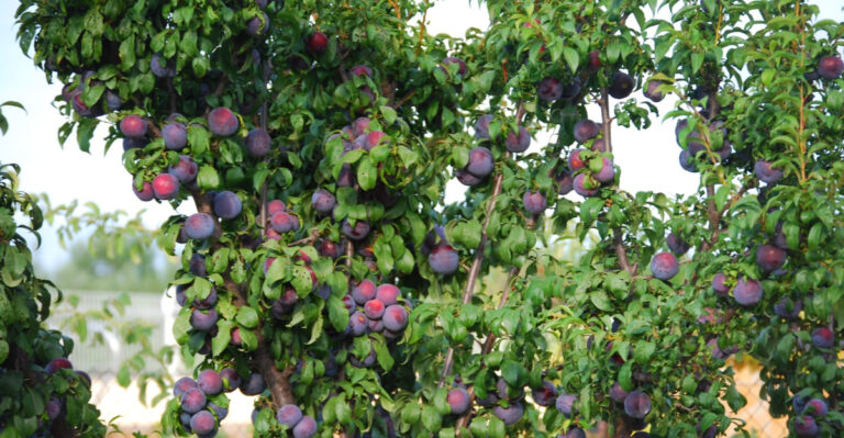 What Oregon Gardeners Should Do When Plum Trees Produce Too Much Fruit At Once