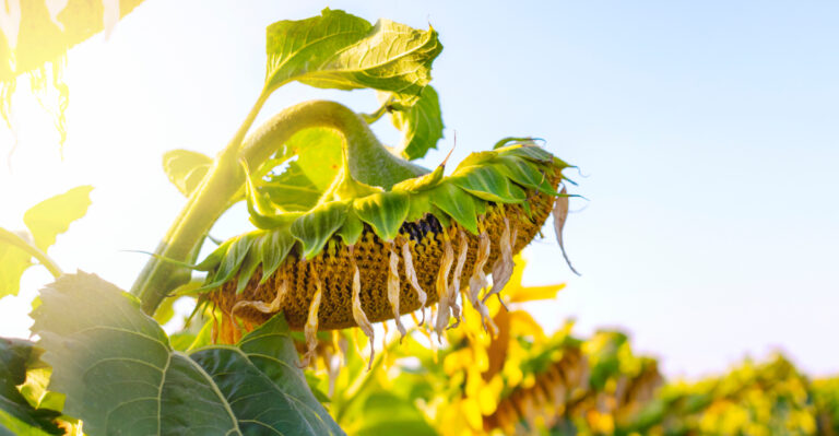 What Oregon Gardeners Should Do With Sunflowers After The First Flowers Fade