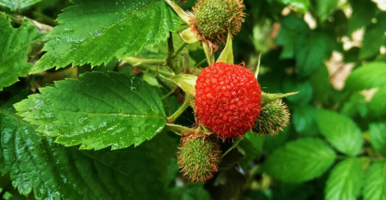 What Oregon Gardeners Should Plant After Removing Himalayan Blackberry So It Does Not Come Back