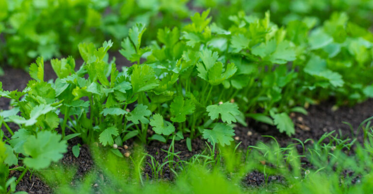 What Oregon Gardeners Should Plant In August For A Strong Fall Harvest