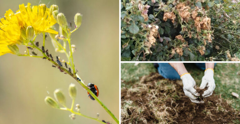 What Oregon Gardeners Should Remove In August Before It Becomes A Fall Cleanup Problem