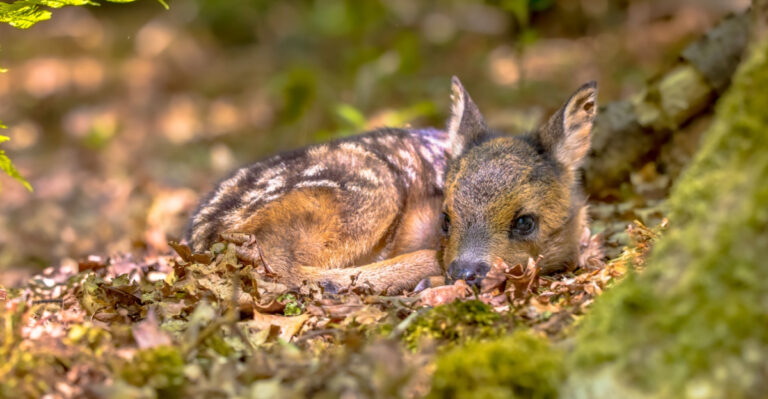 What Oregon Homeowners Should Actually Do When They Find A Fawn Alone In The Yard