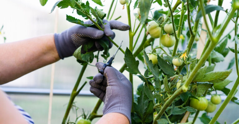 What Oregon Tomatoes Need Right Now For Bigger Harvests In August And September