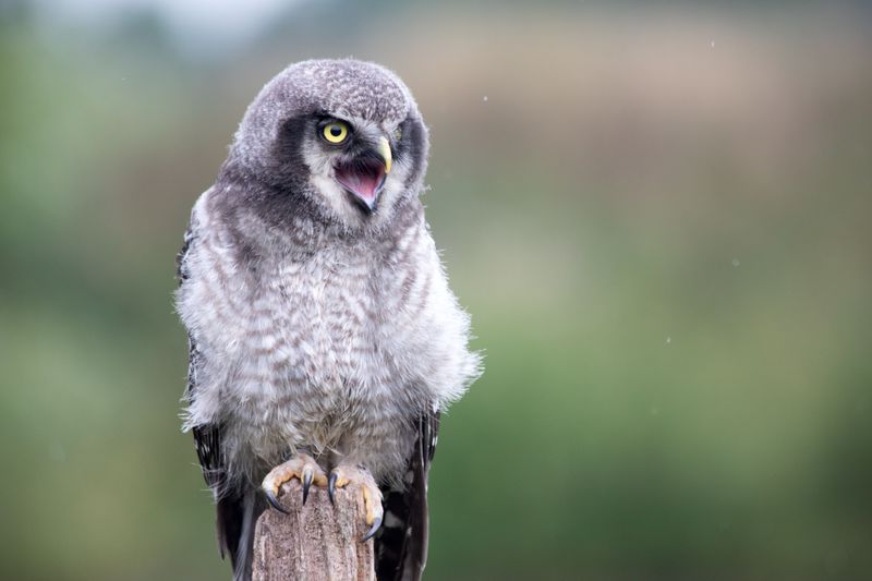 What Owl Calls And Behavior Actually Indicate
