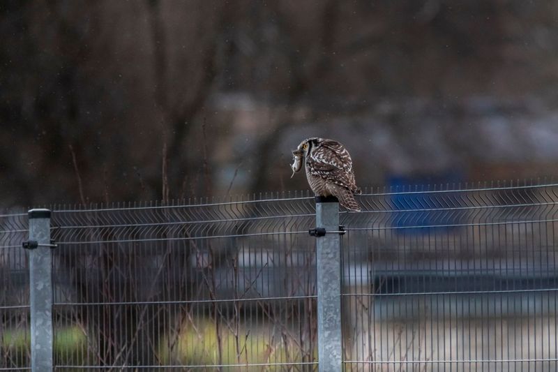 What Owl Presence Reveals About Local Rodent Populations