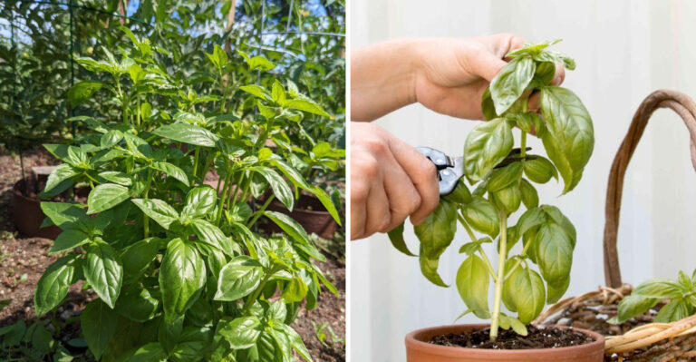 What Pale New Growth On North Carolina Basil Means Before The Plant Stops Producing Leaves